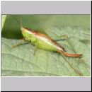 Conocephalus dorsalis - Kurzflueglige Schwertschrecke w02b OS-Hellern-Feuchtwiese.jpg